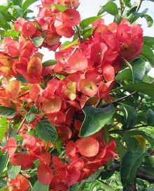 Holmskioldia Seeds (Chinese hat) for a lasting display in the outdoor gardens
