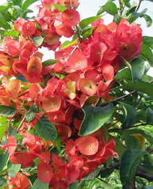 Holmskioldia Seeds (Chinese hat) for a lasting display in the garden landscapes