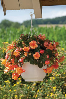 Begonia Seeds (Begonia tuberhybrida) for a colorful addition to any planting