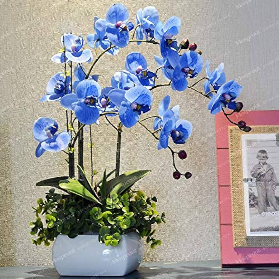 Chinese Cymbidium Orchid Mixed Flower - for planting in home garden
