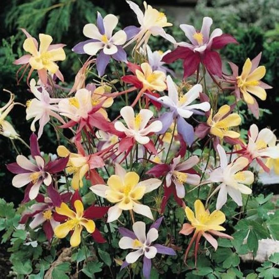 Columbine Aquilegia McKana Giants Yellow Flower Seeds for Planting – Ideal for Pollinator-Friendly and Cottage Gardens