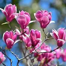 Magnolia Magnolia spp for planting in flower bed