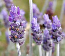 Lavender Lavandula Dentata French Provence Seeds for a flavorful crop in the Border Gardens