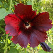 Hollyhock Seeds for a colorful addition to any planting