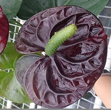 Anthurium Anthurium Andraeanu Rare Flower Seeds for Planting – Beautiful Blooms for Balcony Gardens and Home Decor
