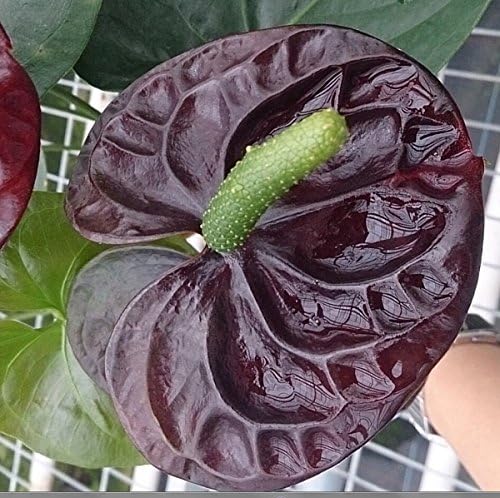 Anthurium Anthurium Andraeanu Balcony Plant Flower Seeds for Planting – Perfect for Container Gardens and Indoor Spaces