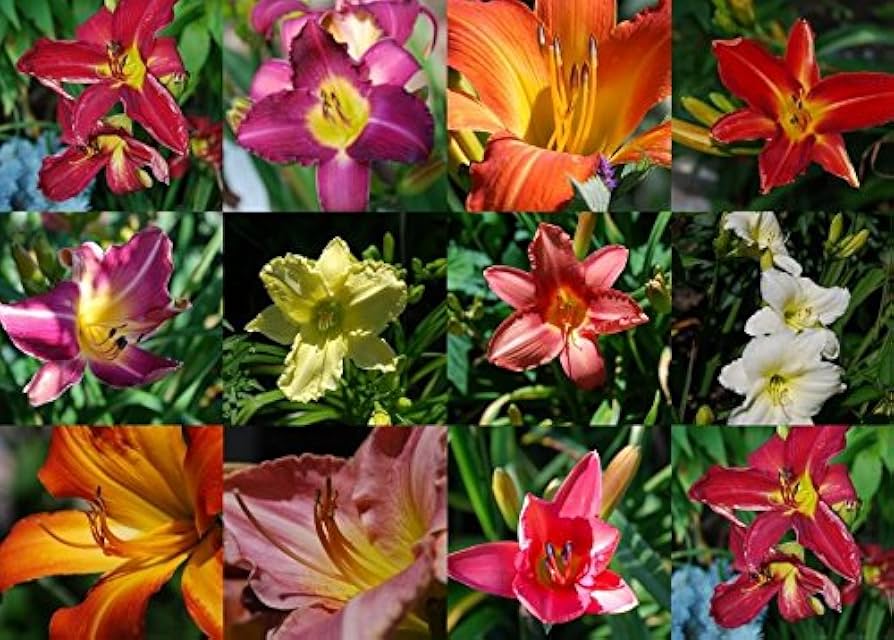 Daylily Hemerocallis Hybrida Flower Seeds for Planting – Hybrid Variety for Indoor Bonsai and Decorative Containers