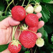Strawberry Fragaria × ananassa Sarian F1 fruit Seeds for sweet homegrown fruit in the home garden or hanging baskets