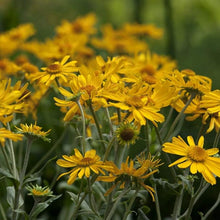 Helenium Hoopesii Golden Seeds known for golden Helenium Blooms