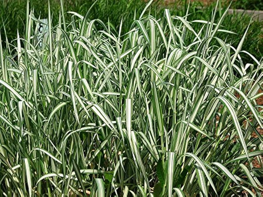 Phalaris Aquatica Seeds (Phalaris arundinacea) for filling out the Garden