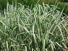 Phalaris Aquatica Seeds (Phalaris arundinacea) for filling out the Garden