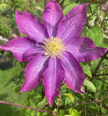 Clematis Seeds for a lasting addition to the DIY Home Garden Bonsai & Beauty Projects