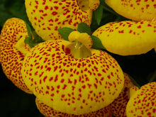 Calceolaria Seeds (Calceolaria species) for seasonal color across the Patio Ornamental Bed