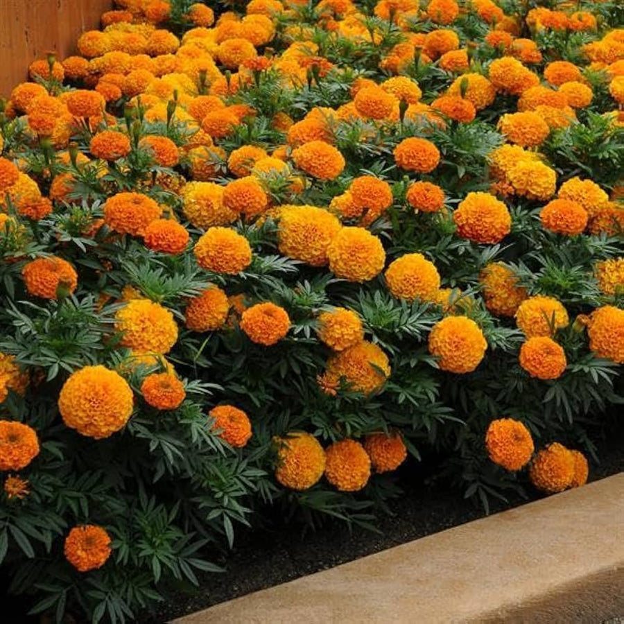 Marigold Seeds