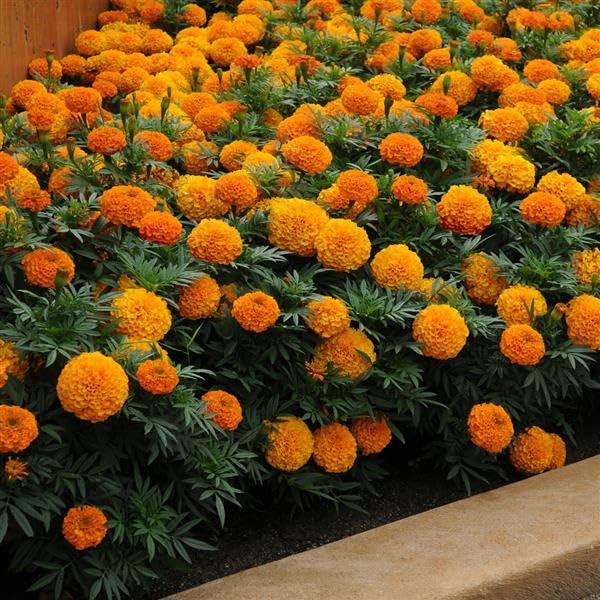 Giant Marigold Yellow Orange Seeds
