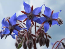 Borago Seeds for long-term planting in the Garden Bonsai