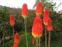 Kniphofia Lily Seeds (Kniphofia uvaria) for colorful blooms in the Flower Bed