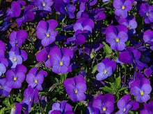 Viola Cornuta Enrico Fiore Semi Perennial Shade Seeds for beautiful flowers