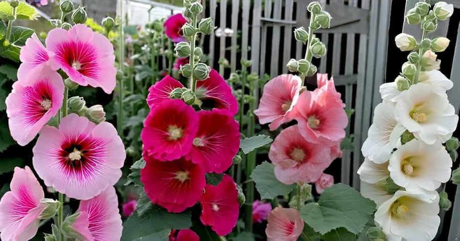 Beautiful Hollyhock Organic Flower Seeds