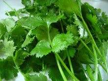 Coriander Cilantro Seeds (Coriandrum sativum) for cooks growing the Herb Kitchen Garden