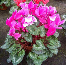 Cyclamen Coum (Winter Flowers Pink Cerise) Fresh Seeds for growers seeking a long-blooming display