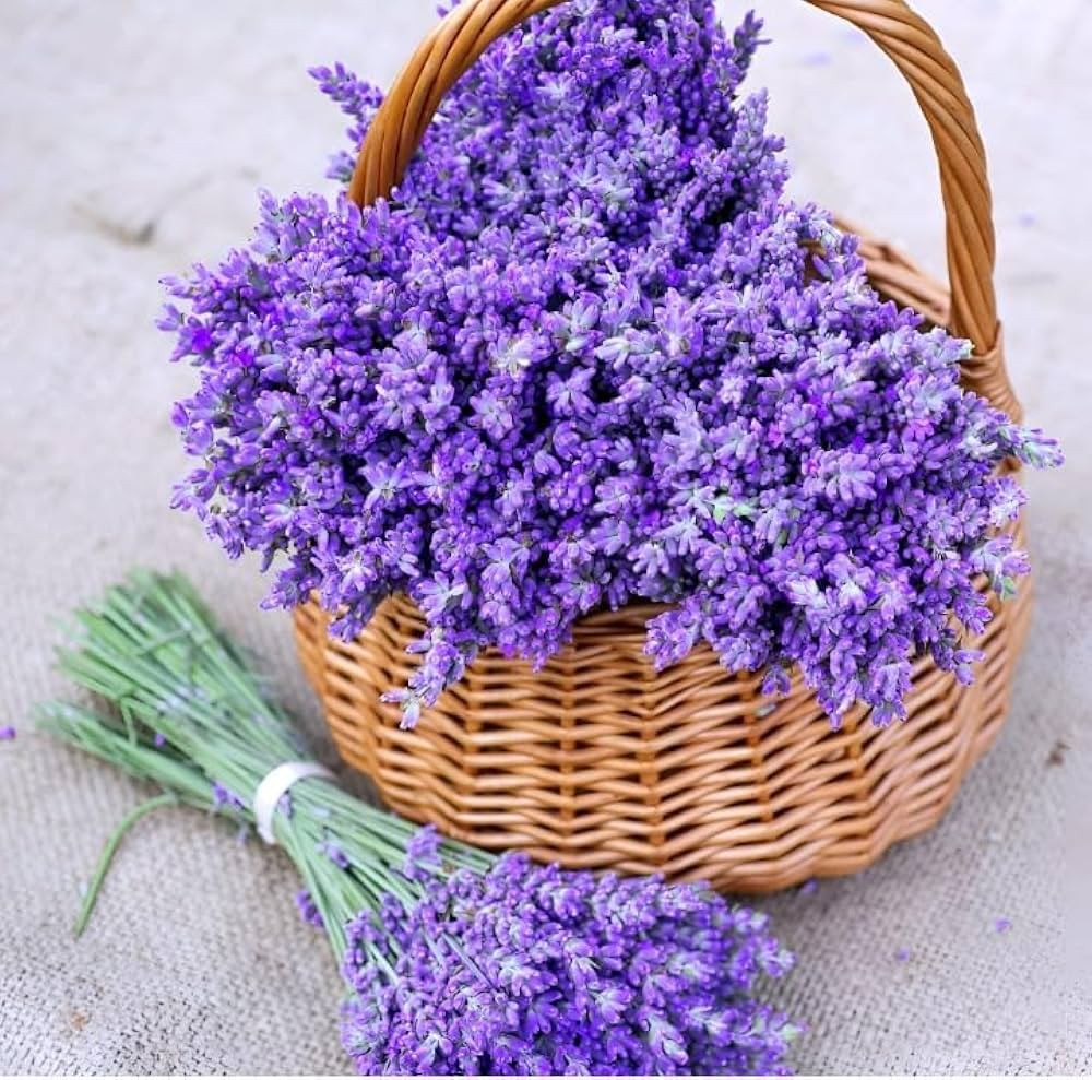 Black Lavender (Lavandula spp.) for planting in bonsai or garden