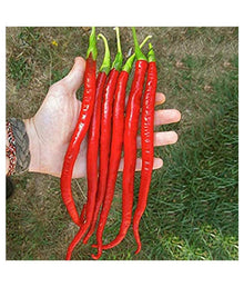 Red Missile F Chili Pepper (Capsicum annuum) seeds for garden planting