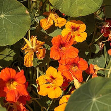 Nasturtium Seeds for gardeners building out beds and borders