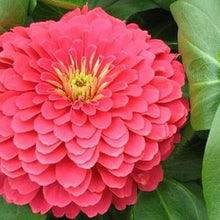 Rose Zinnia Flower Seeds