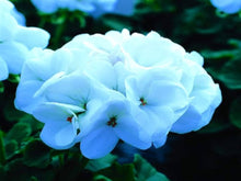 White Geranium Seeds (Pelargonium spp.) for a bright addition to the Window Urban Garden