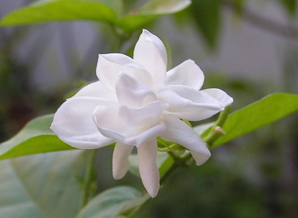 Jasmine Jasminum sambac flower seeds