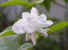 White Jasmine Seeds for a lasting addition to the Bonsai & Garden