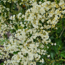 Jasmine Together Seeds (Jasminum spp.) for a lasting display in the trellises and fragrant gardens