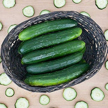Suyo Long Cucumber Seeds for a reliable harvest in the Crisp Garden Cucumbers