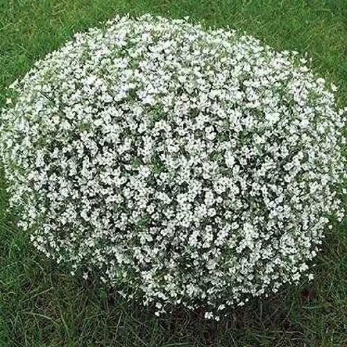 White Creeping Thyme Plants for a fragrant addition to the herb patch