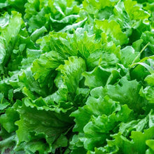 Iceberg Heading Lettuce Seeds valued by growers for crunchy Salad Greens