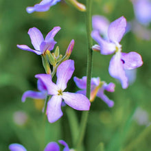 Night Scented Stock Matthiola Bicornis Seeds for a colorful addition to any planting
