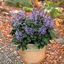 Lavender flower Seeds (Lavandula angustifolia) for cooks growing the indoor pots, herb spirals, or balcony gardens