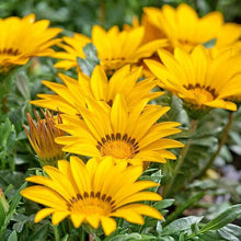 Gazania Yellow Seeds valued for bright Yellow Gazania Flowers