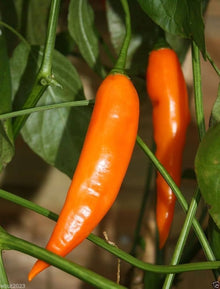 Aji Amarillo Chile Pepper Seeds for growers stocking the Authentic Spicy Garden Cultivation