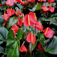 Anthurium Anthurium Andraeanum Rare Seeds for growers filling out the Potted Balcony Indoor Decor