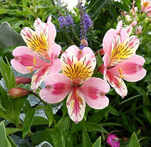 Army Green: White Peruvian Lily Seeds for a lasting addition to the Home Garden Green: Only Seeds