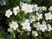 Cupflower Seeds for gardeners building out beds and borders