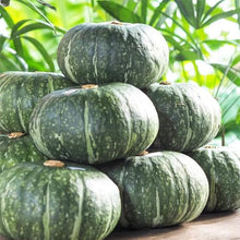Heirloom Non-GMO The Light of the Pumpkin Sun Seeds for a reliable harvest in the Vibrant Pumpkin Garden