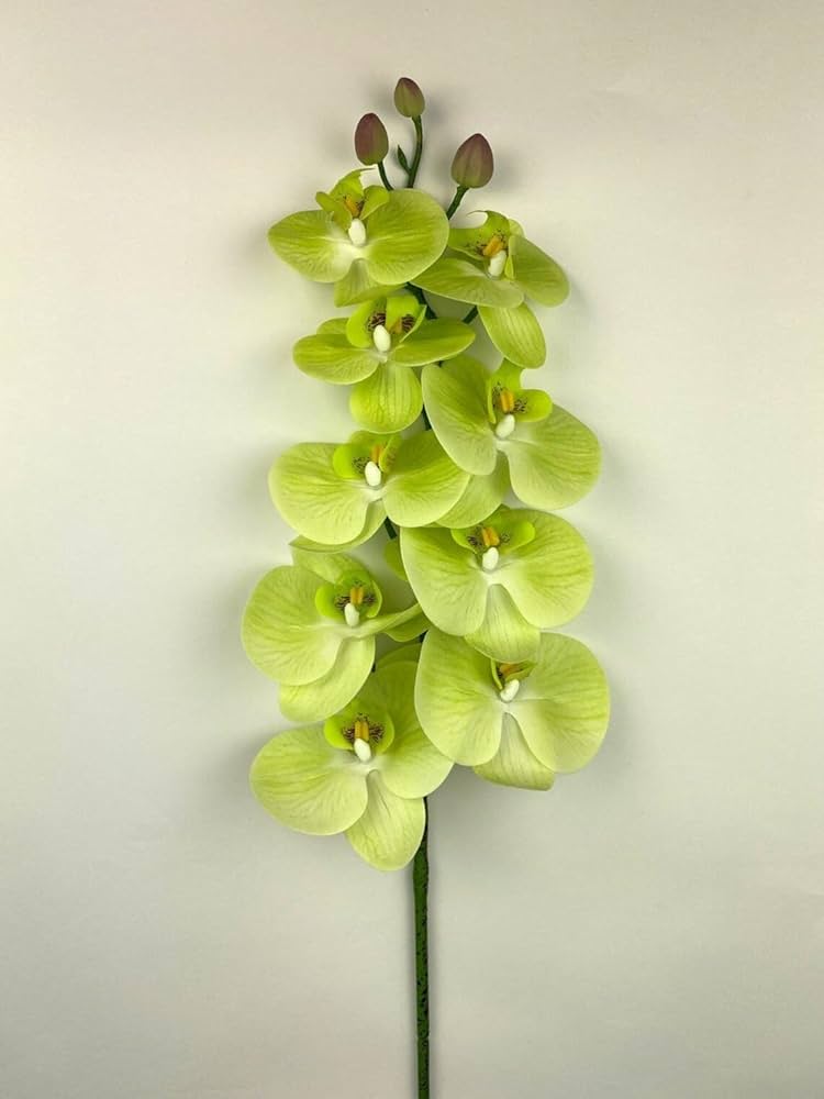 Hydroponic Phalaenopsis Orchid Plant - for planting in home garden