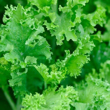 South Giant Mustard Greens Seeds (Brassica juncea) prized among growers for salad Gardening