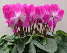 Cyclamen Cyclamen Persicum Rabbit Ear Flower Seeds for Planting – Great for Indoor Pots and Shaded Garden Spaces