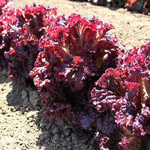 Lettuce Seeds for a reliable harvest in the Lactuca patch home garden