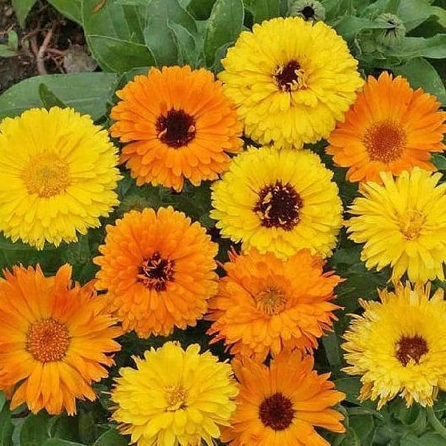 Pot marigold  Calendula officinalis  edible flower seed