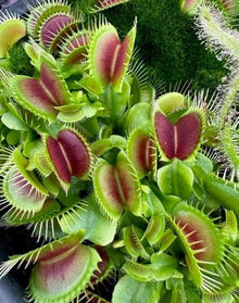 Venus Flytrap Dionaea muscipula carnivorous plant seeds for home garden display - for planting in home garden